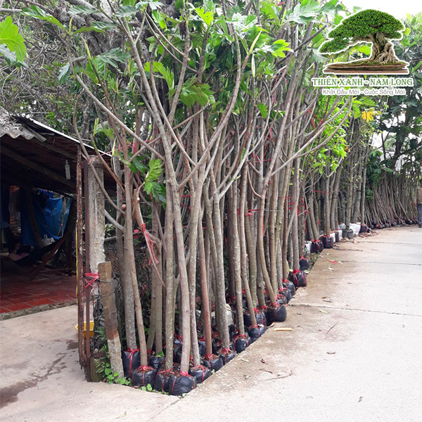 Cung cấp cây xanh